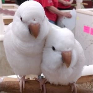 Meet your Posher, Celestial